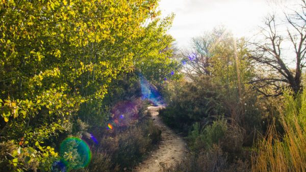 Arcturian  Healing
