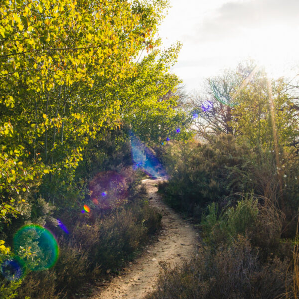 Arcturian Healing